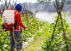 Контроль за пестицидами могут передать Россельхознадзору